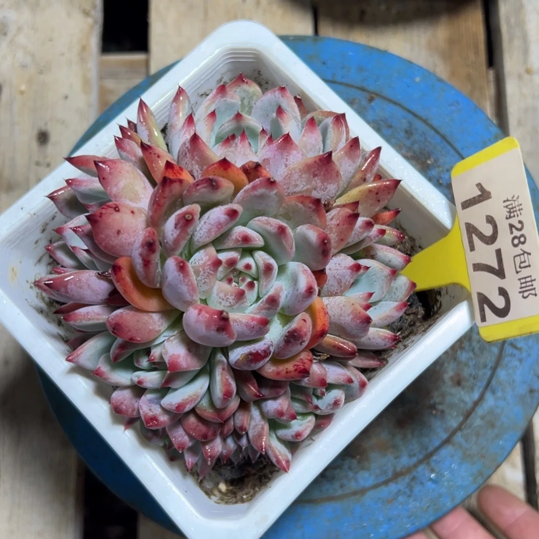 1272原始卡罗拉多肉，冠服12