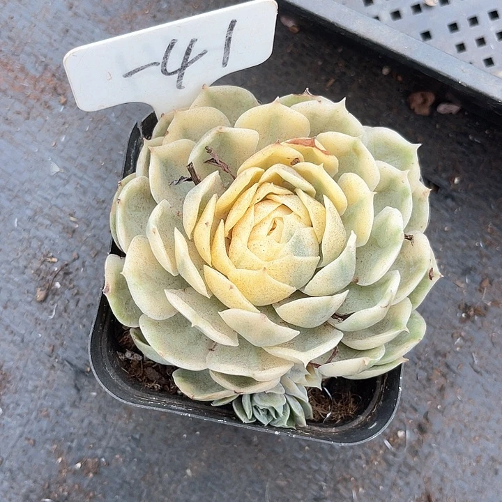 晨语多肉，一物一拍锦41