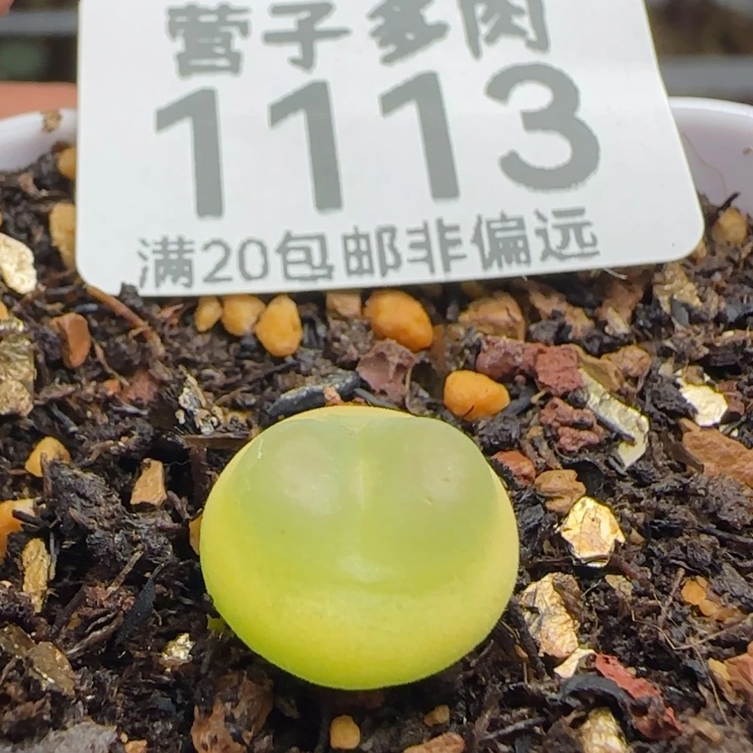 拉登1.2脱土1200。