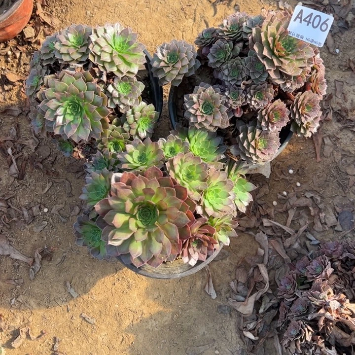 微瑕红魔多肉植物406.