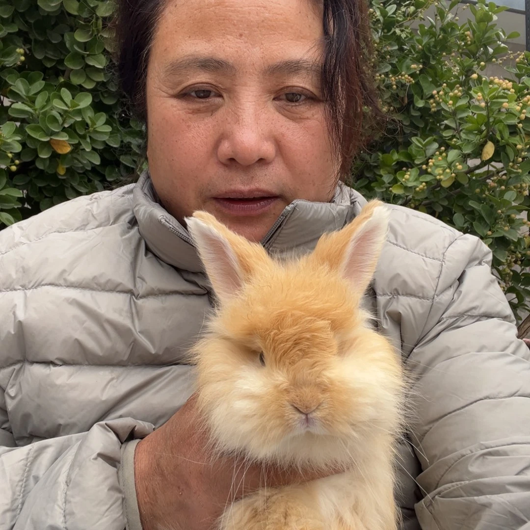 双血统英系安哥拉兔子