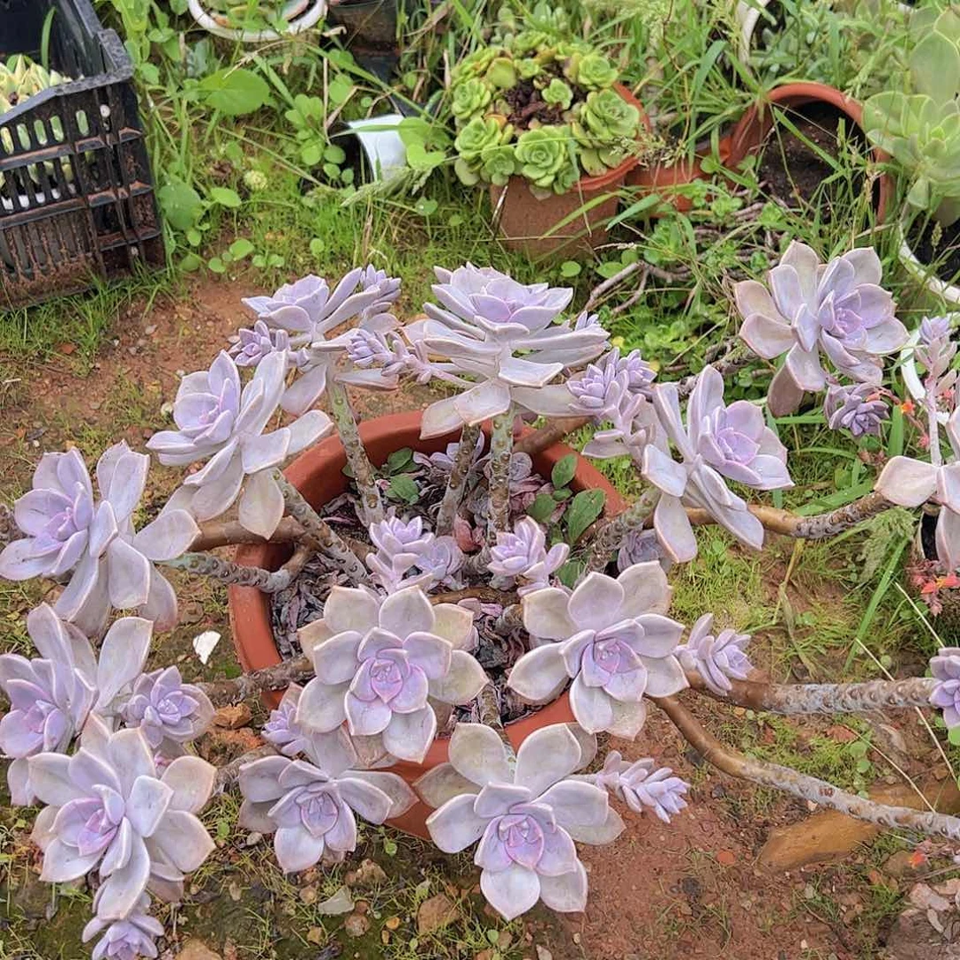 紫乐超级大盆老桩