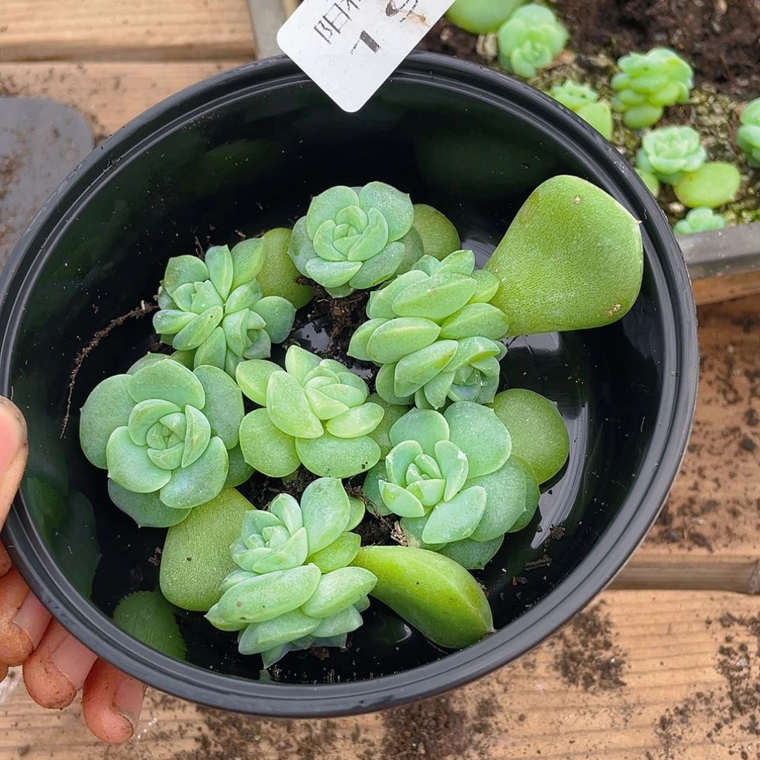 多肉植物多肉植物196