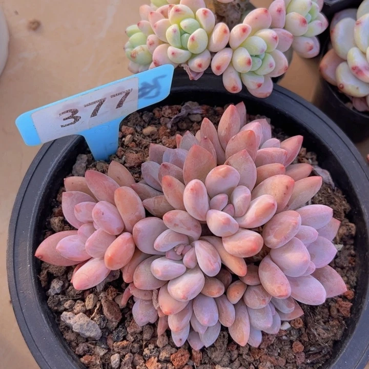 x****5健健康康平平安安