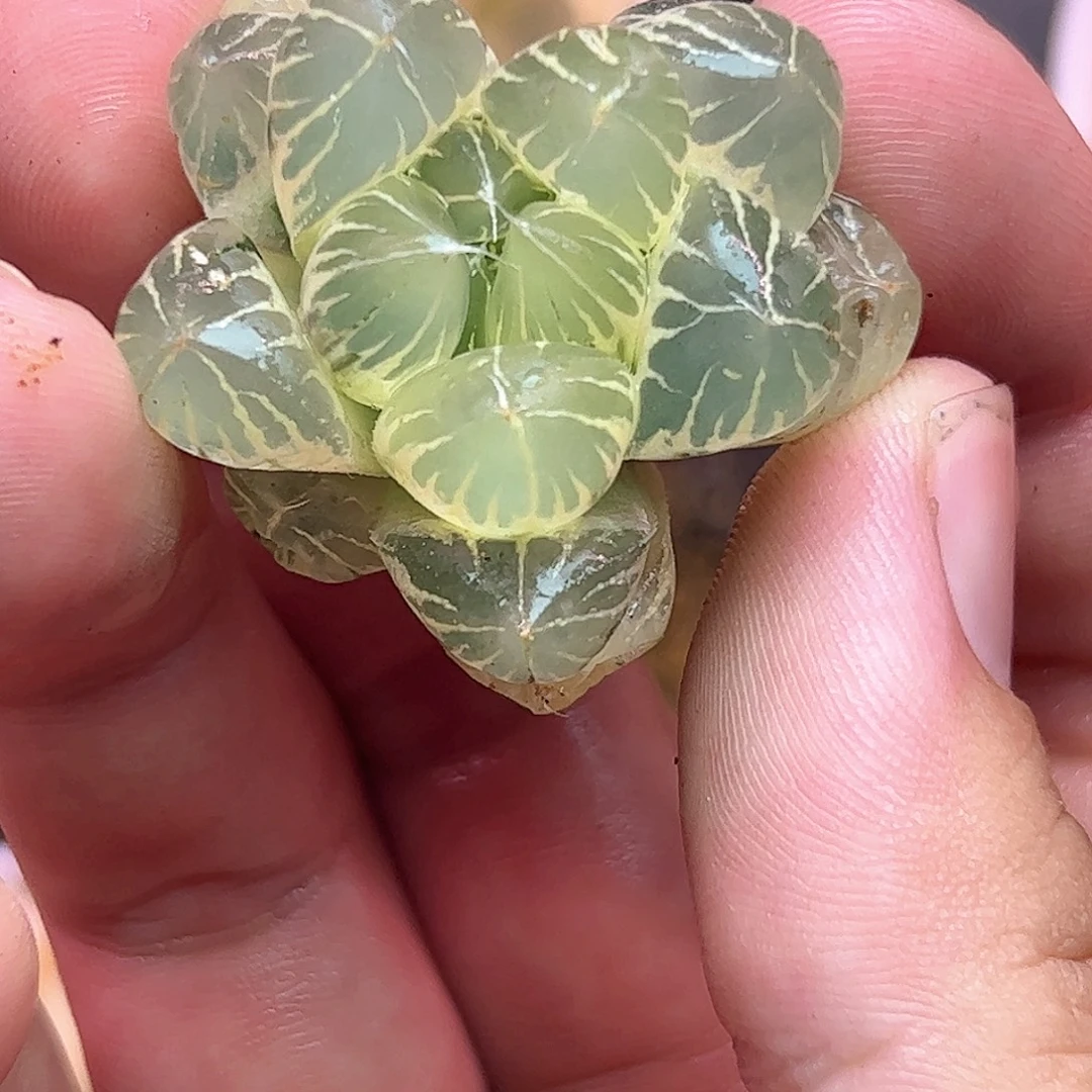 水晶实生完美糊斑