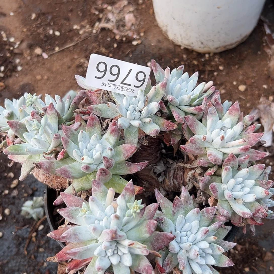 白姆处理仙女杯多肉瑕疵