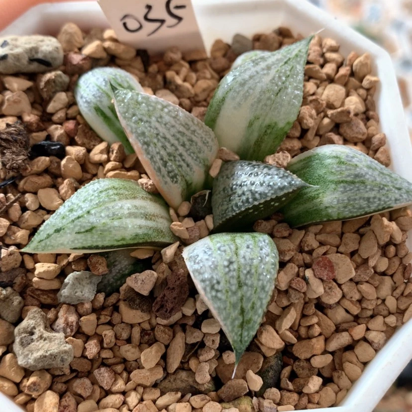 【闪购商品】35青蟹