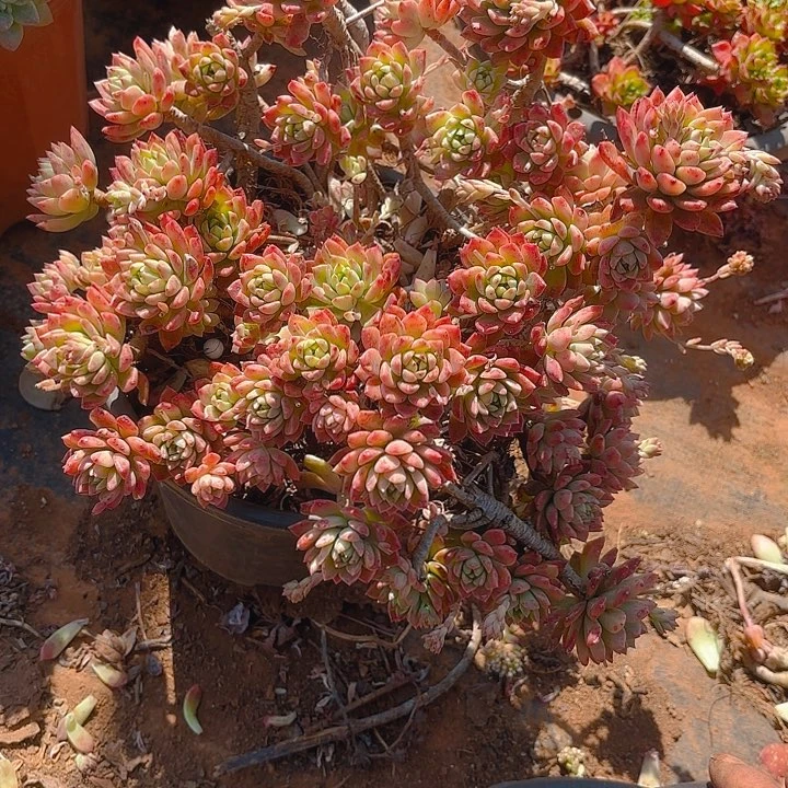 多肉植物。。。。。。。。。。。。。。。。