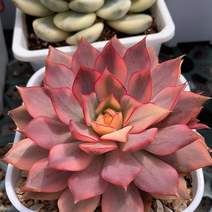 宝莲灯红锦两个覆伦侧芽