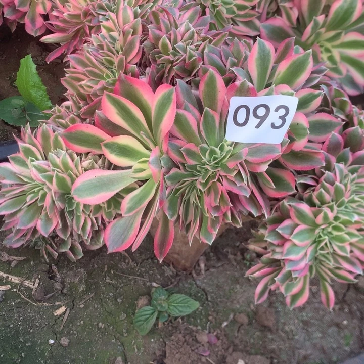 093女巫缀化多肉植物