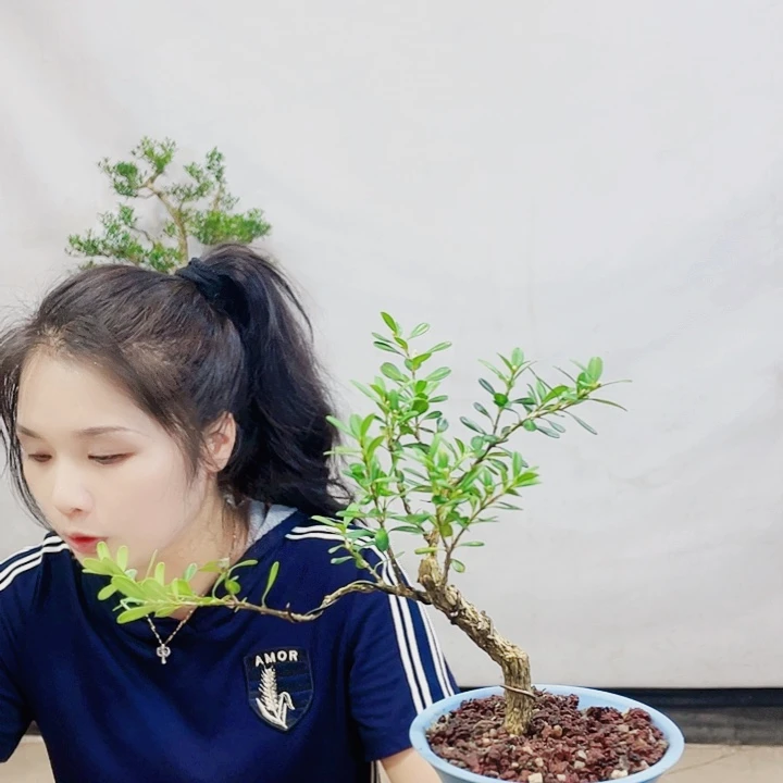 无花朵西**人皱皮雀舌黄杨盆景