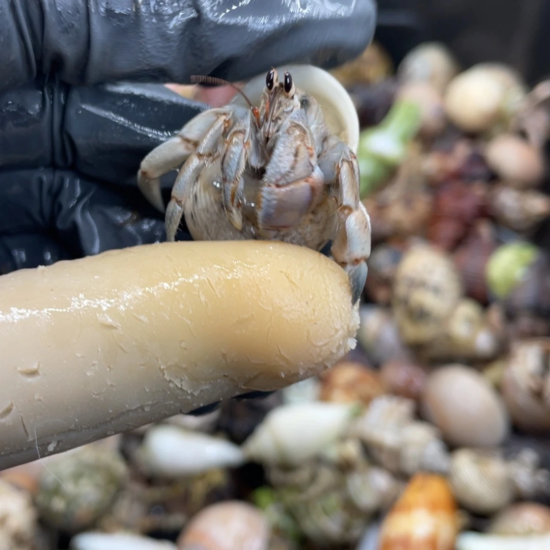 不退不换活体宠物170