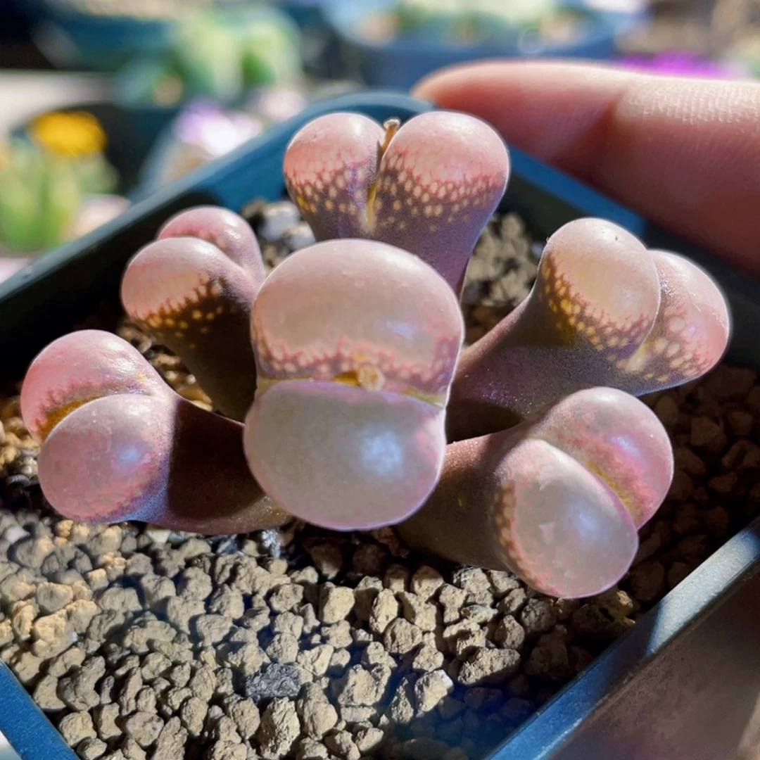 5头红风铃植物一物一拍