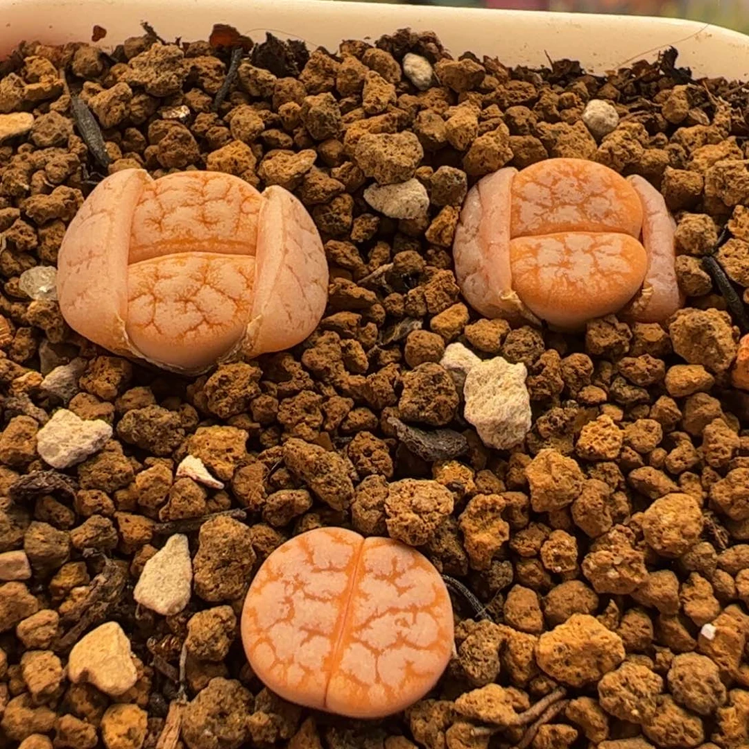 c****m017多肉植物纤维