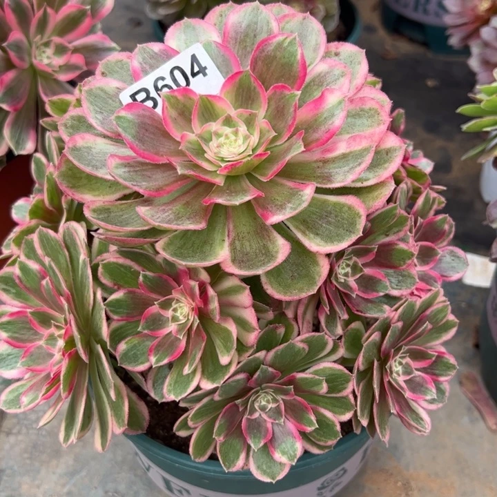 604孔雀翎20厘米左右