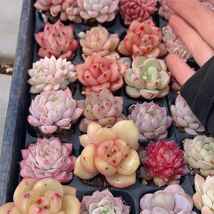 105 多肉植物盆栽花卉