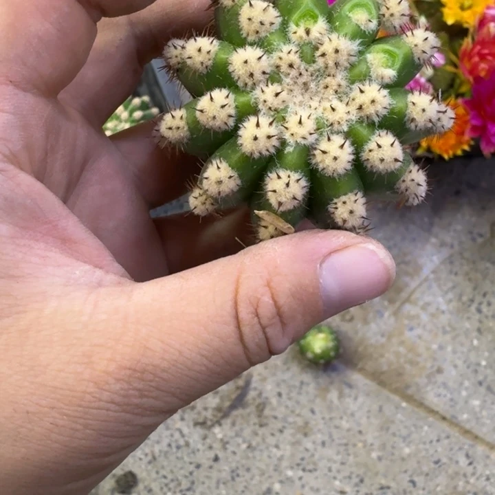 305毛诺尔斯歪无根侧牙5公分左右，20包邮