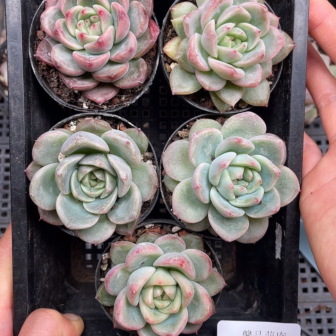 多肉一物一拍29-52