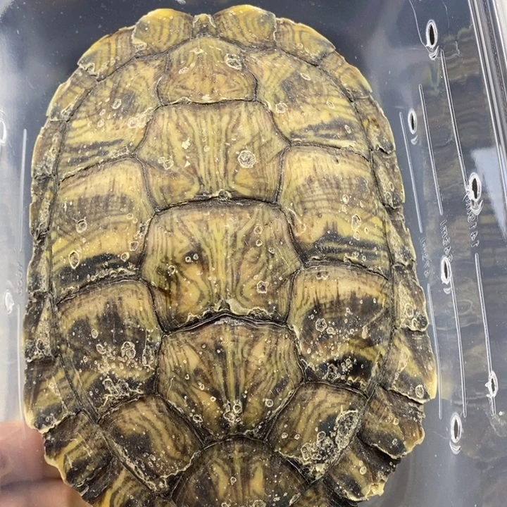 巴西彩龟母6666666