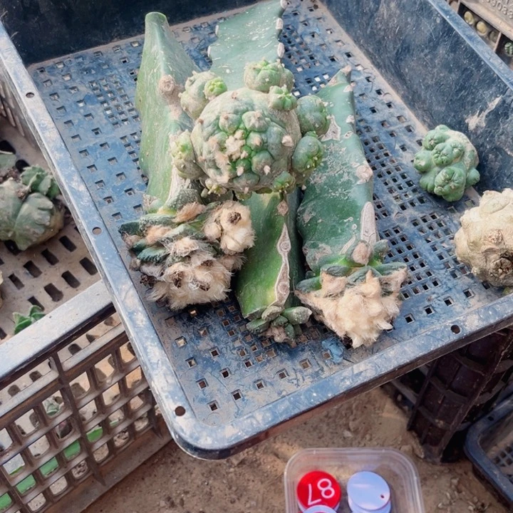 仙人球一筐开花仙人球61