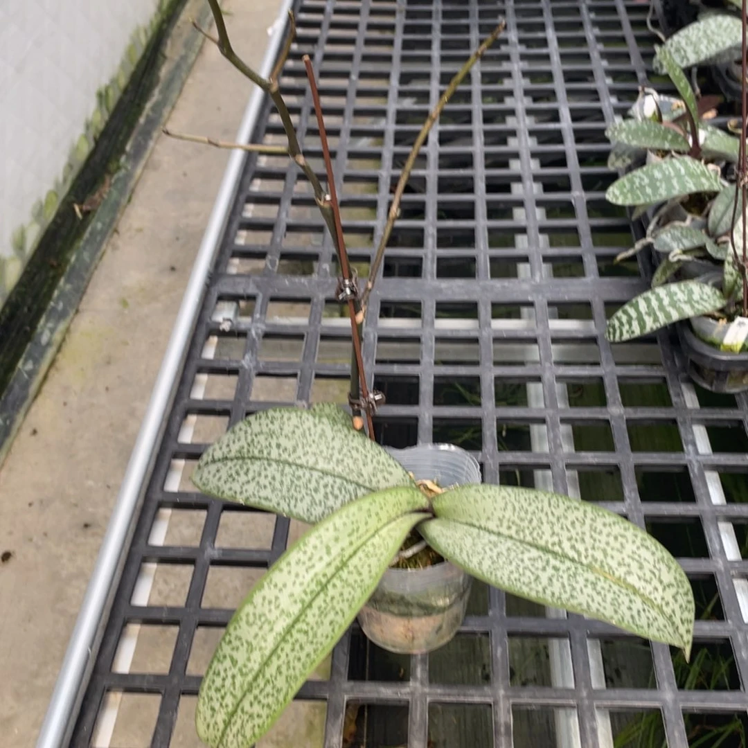 全部花苞3.5，开花