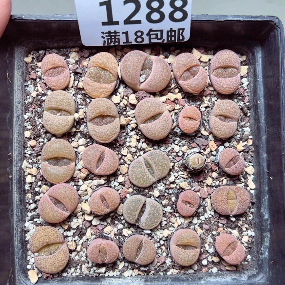 【闪购商品】1288……