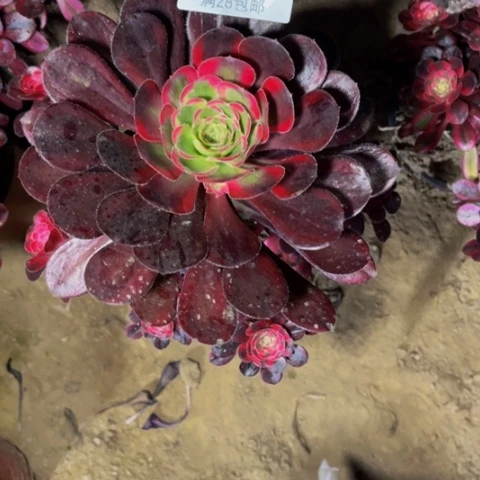 丽娜多肉多肉肉8344