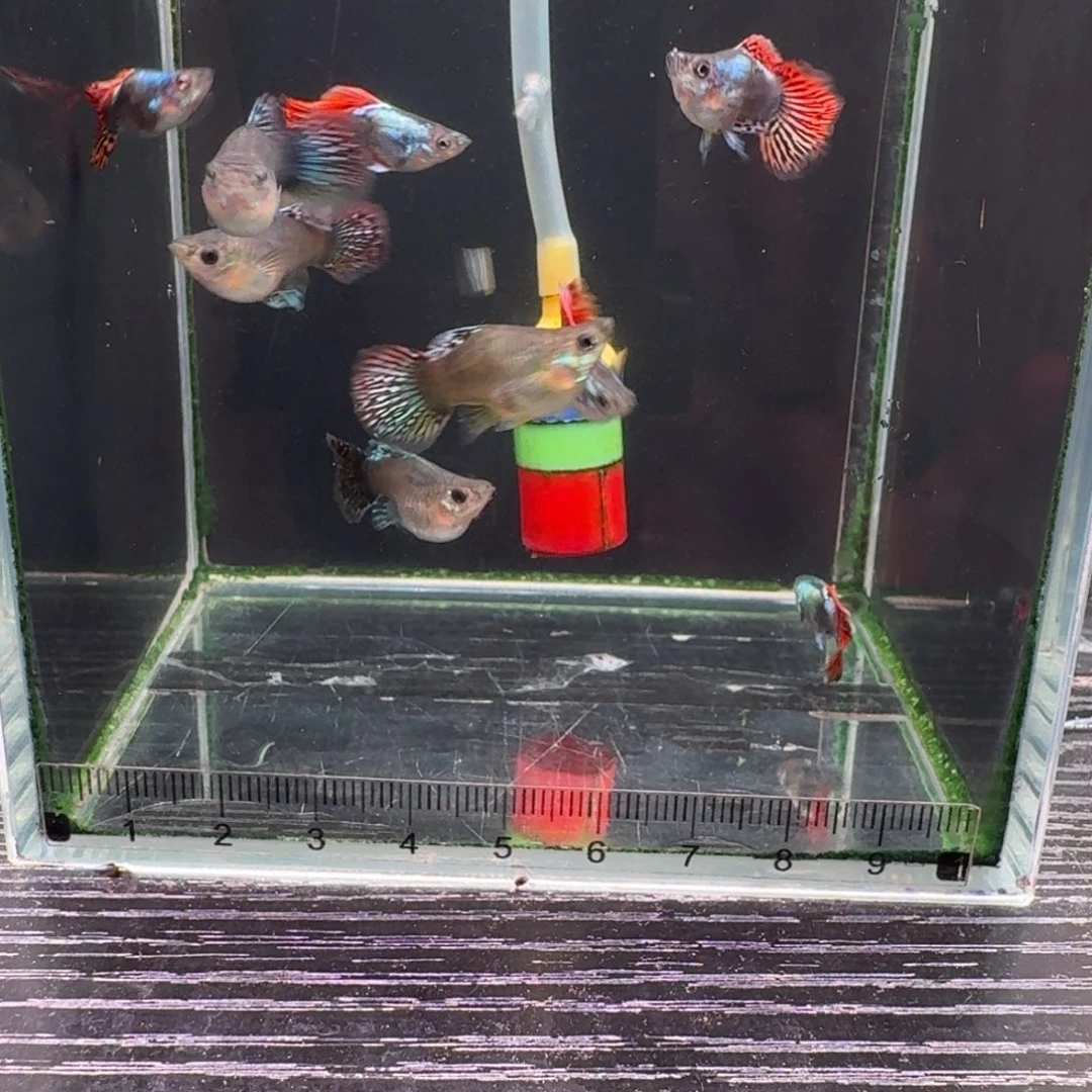 美***经孔雀鱼七彩龙鳞4➕1对备损福利