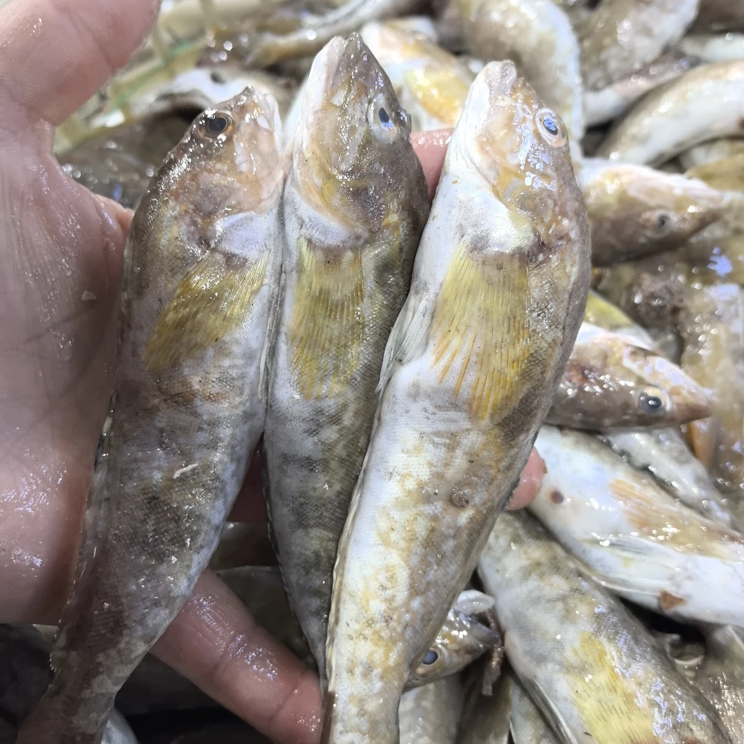 【海杂鱼】5斤大连本地黑黄鱼杂鱼顺丰包邮速冻发货