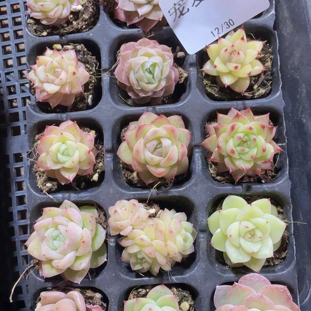 直播福利一物一拍108