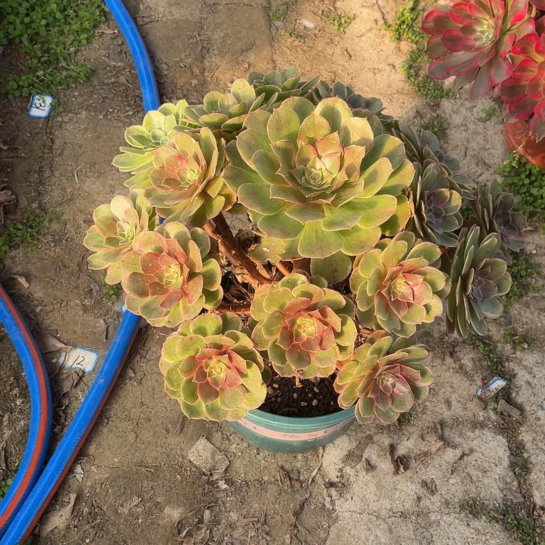 27莲花座法师多肉植物