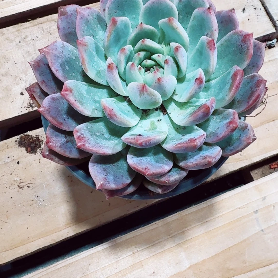多肉植物霜花单头裸根