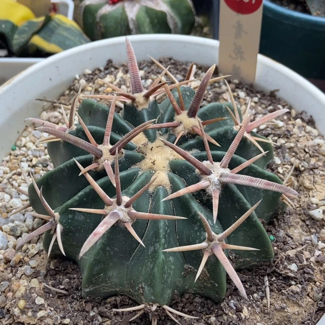 实生割刺王凌波9.5cm