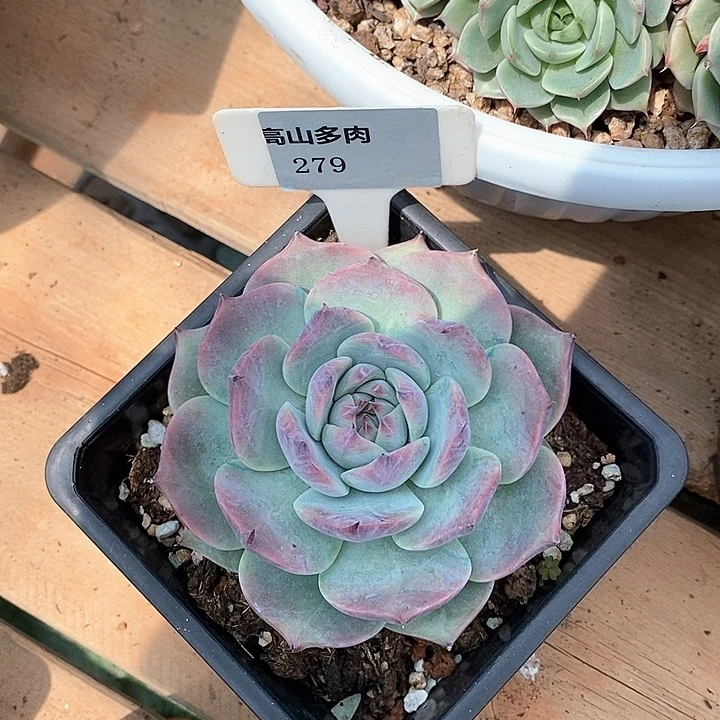 D279- 直播福利 卡西欧