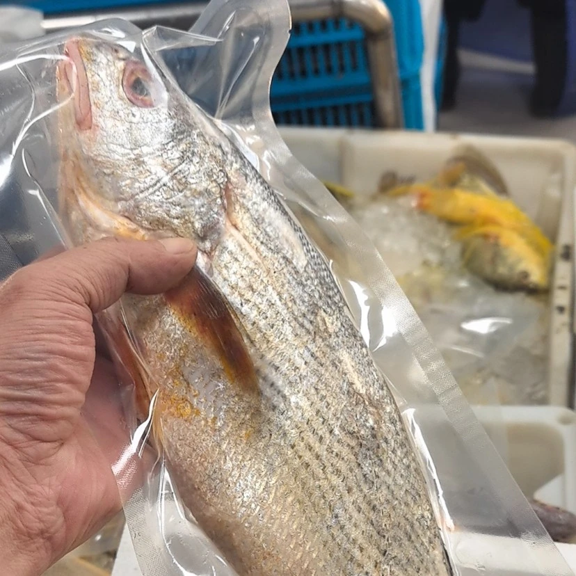 春子鱼3斤黄三东海海鲜水产顺丰包邮码头直发