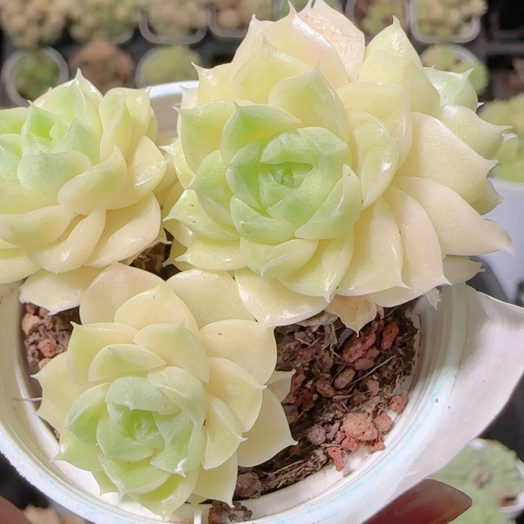 花语逸镜1028-395散