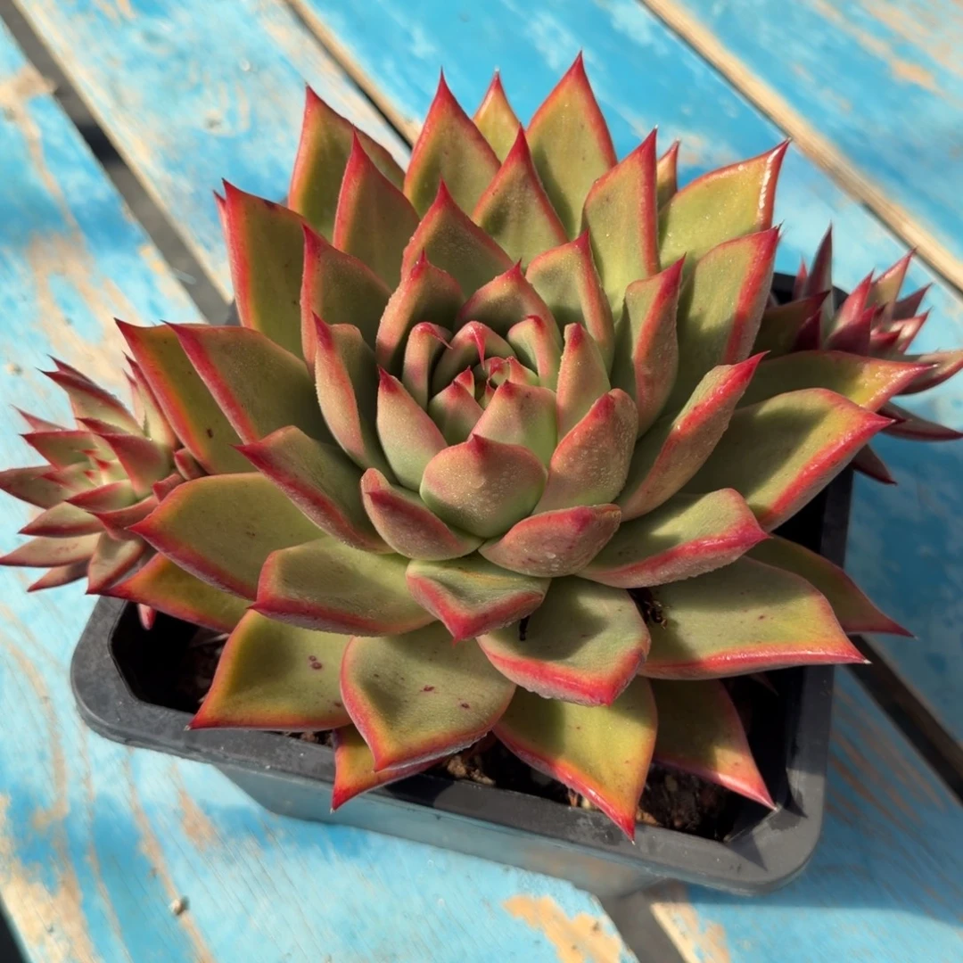 一物一拍，38包邮19