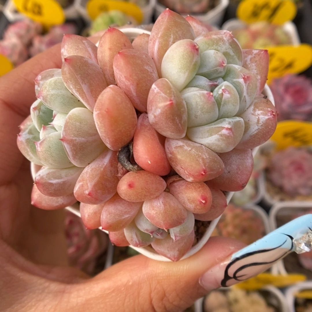 泡芙珍妮群生342号。