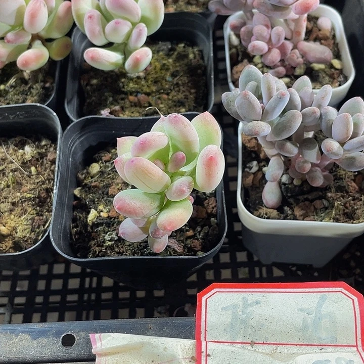 苹果奶带盆土发货