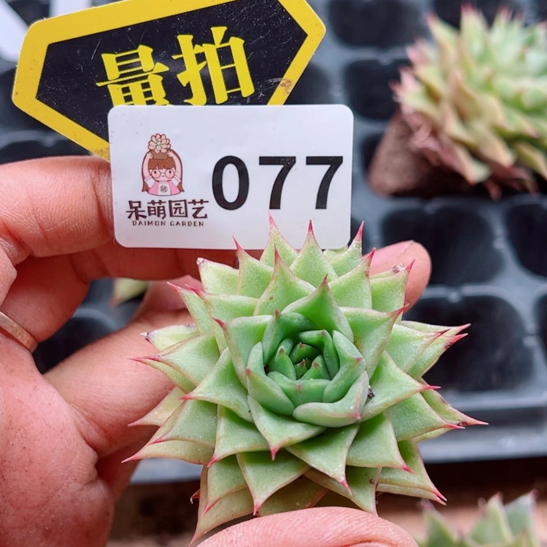 当前无花朵，栽培后可花朵