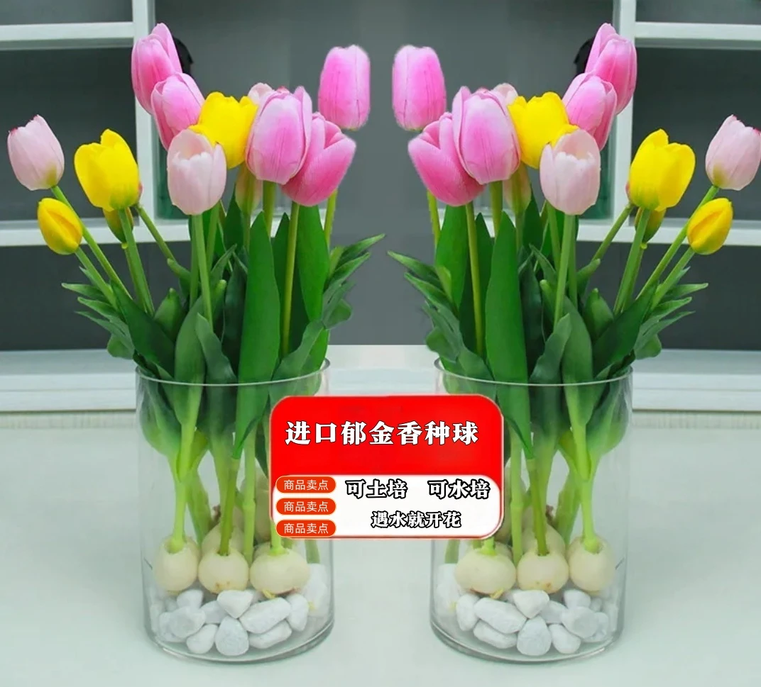 【带芽郁金香五度球=遇水开花 郁金香盆栽混色发货四季