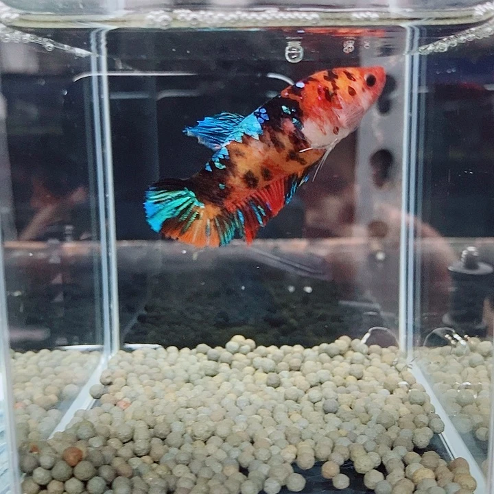 以***呢斗鱼蓝11号judoujj