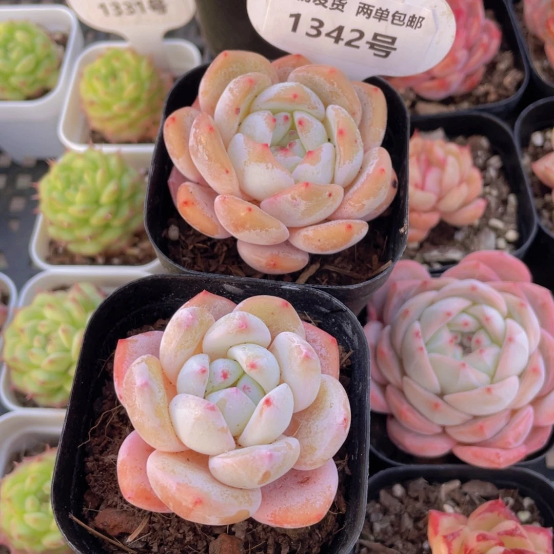 1342号全状态雪花橙单头一个