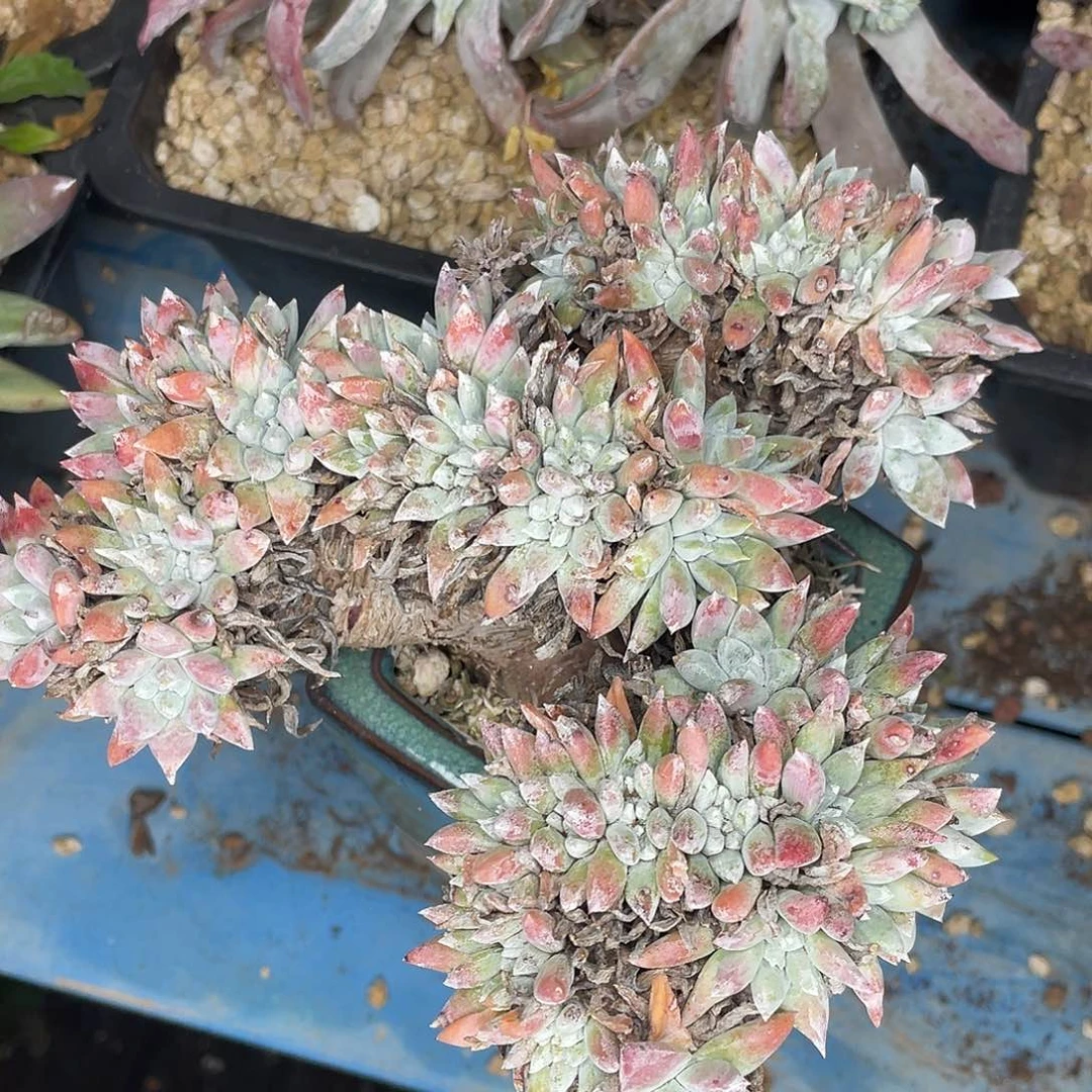 拇指杂交老桩多头