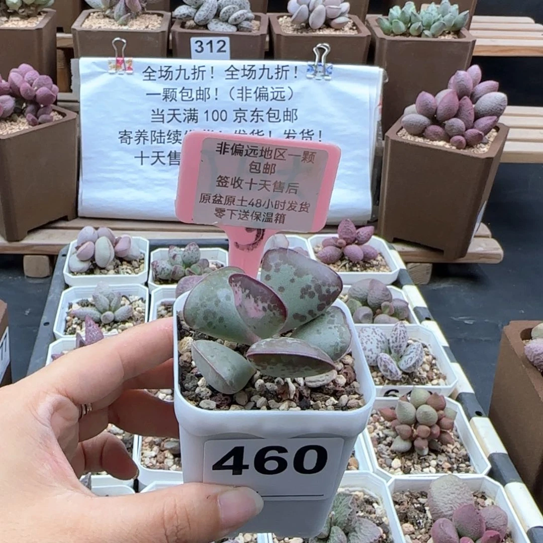460爱心多肉植物
