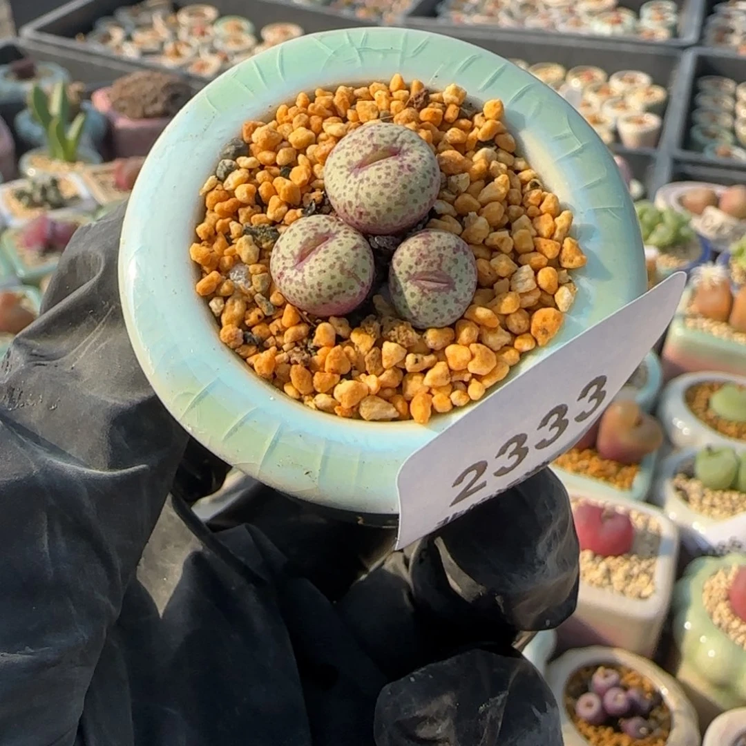 2333-一物一拍 带盆