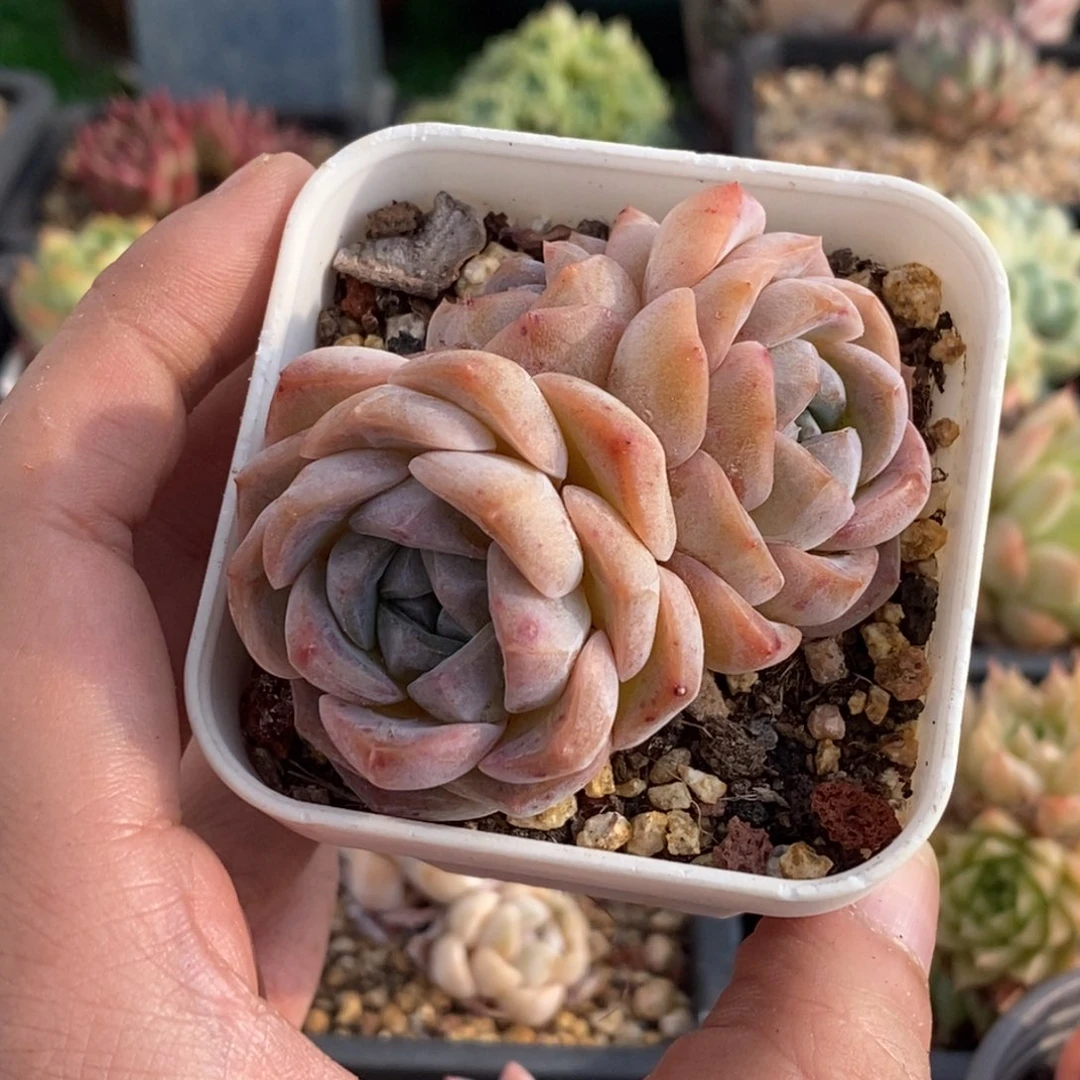 糖心月影杂交一物一拍