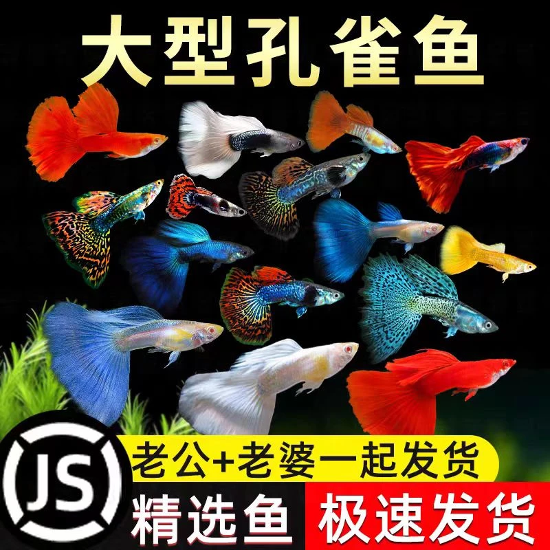 孔雀鱼观赏鱼活体热带小型淡水鱼好养耐活可繁殖