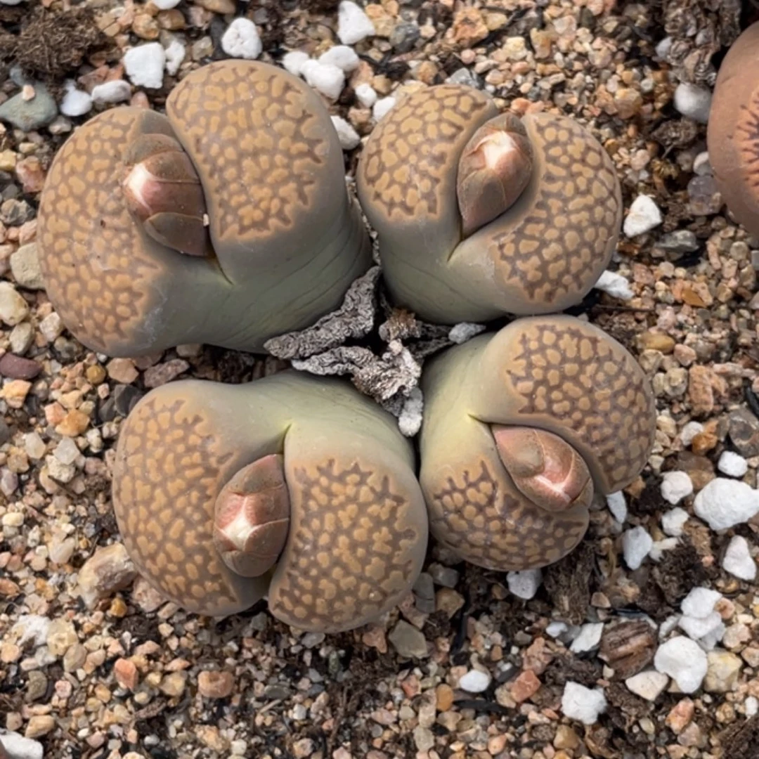 非偏远满20包邮355