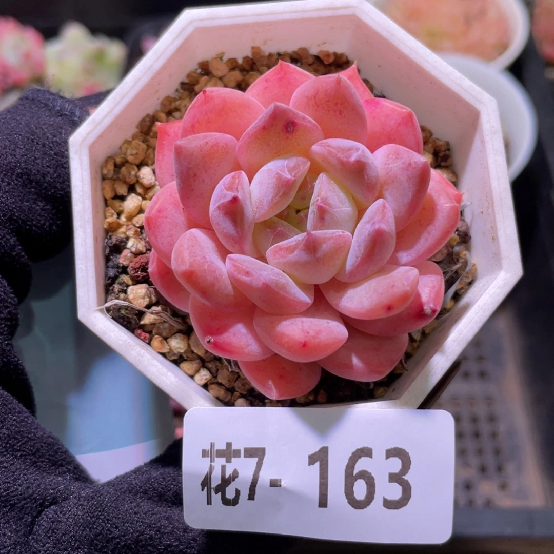花利美7-163精选糖心